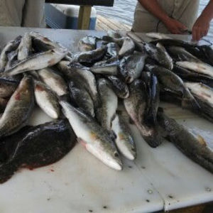 Meet your Posher, Victor